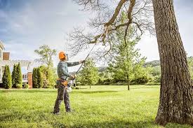 Best Tree Cabling and Bracing  in South Bloomfield, OH